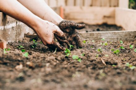 Easy Gardening Hacks for Small Areas