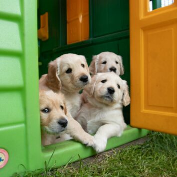 Your Step-by-Step Guide to Welcoming a Golden Retriever Puppy Home