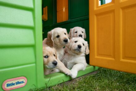 Your Step-by-Step Guide to Welcoming a Golden Retriever Puppy Home